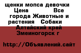 щенки мопса девочки › Цена ­ 25 000 - Все города Животные и растения » Собаки   . Алтайский край,Змеиногорск г.